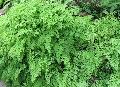 Trailing Maidenhair, Walking Fern, Walking Maidenhair Fern / Adiantum caudatum